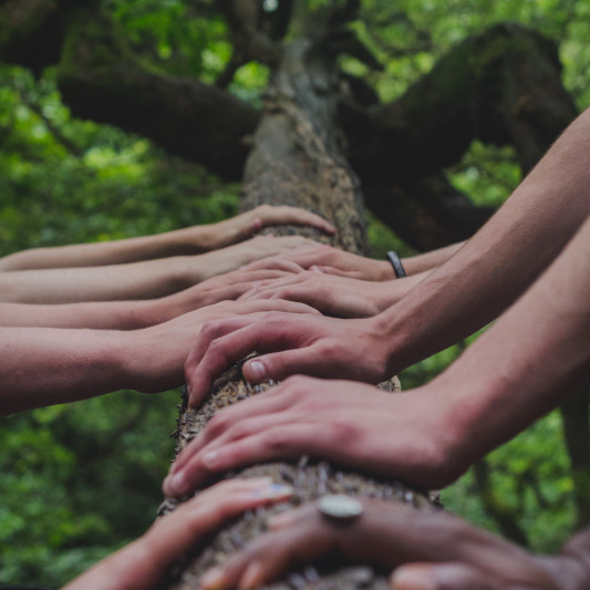 Hands on a tree